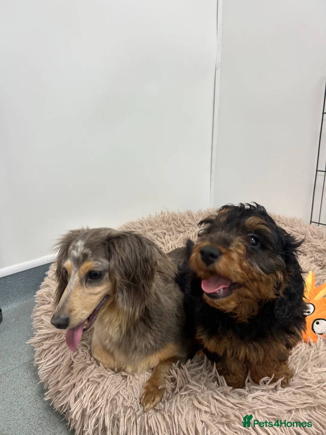 Doxiepoo dogs for sale: 5⭐️ Licensed. Doxiepoo ready to leave.  - Advert 1