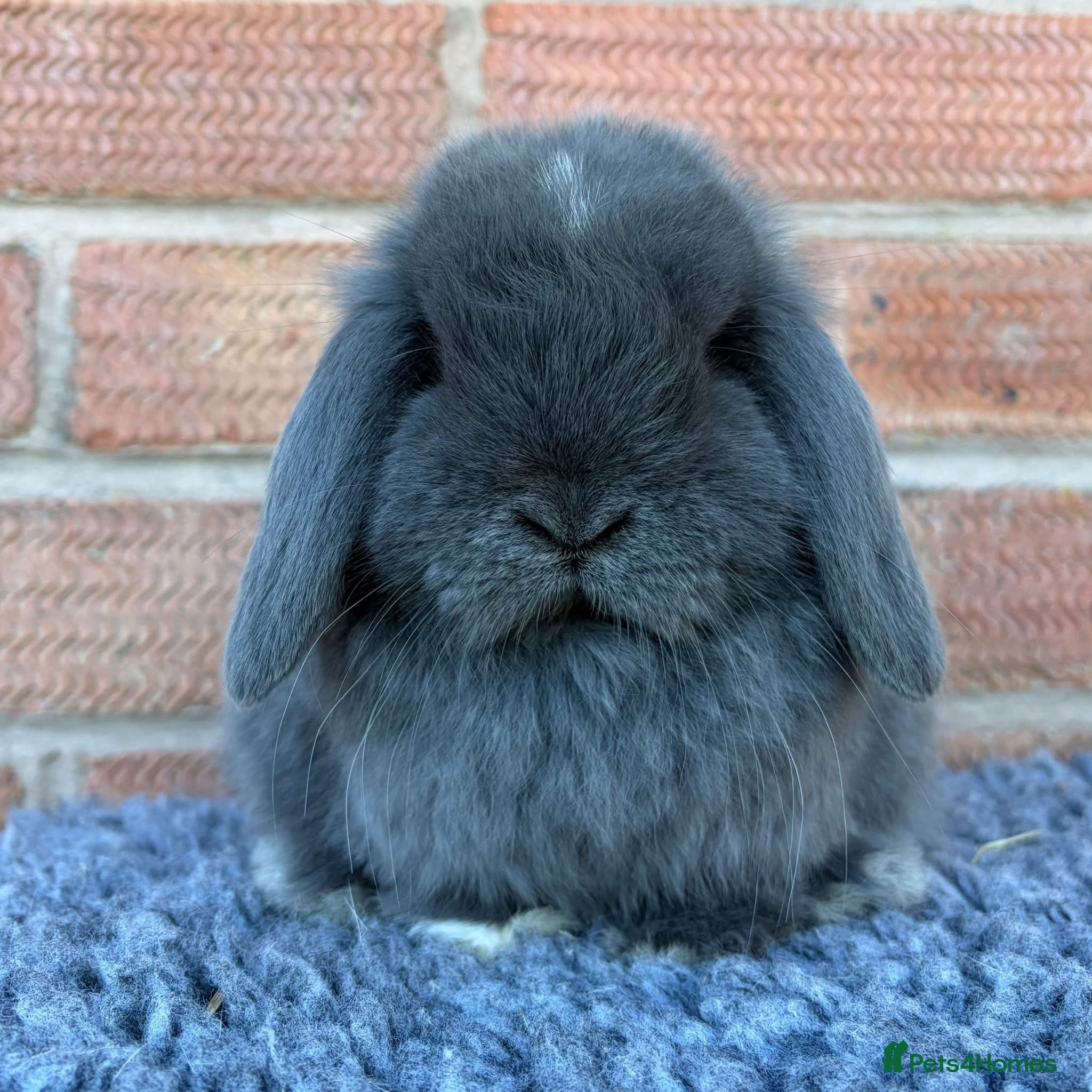 Mini Lop rabbits Mini Lops - Advert 1