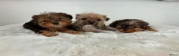Sealyham Terrier dogs for sale: Sealyham miniture terrier - Advert 8