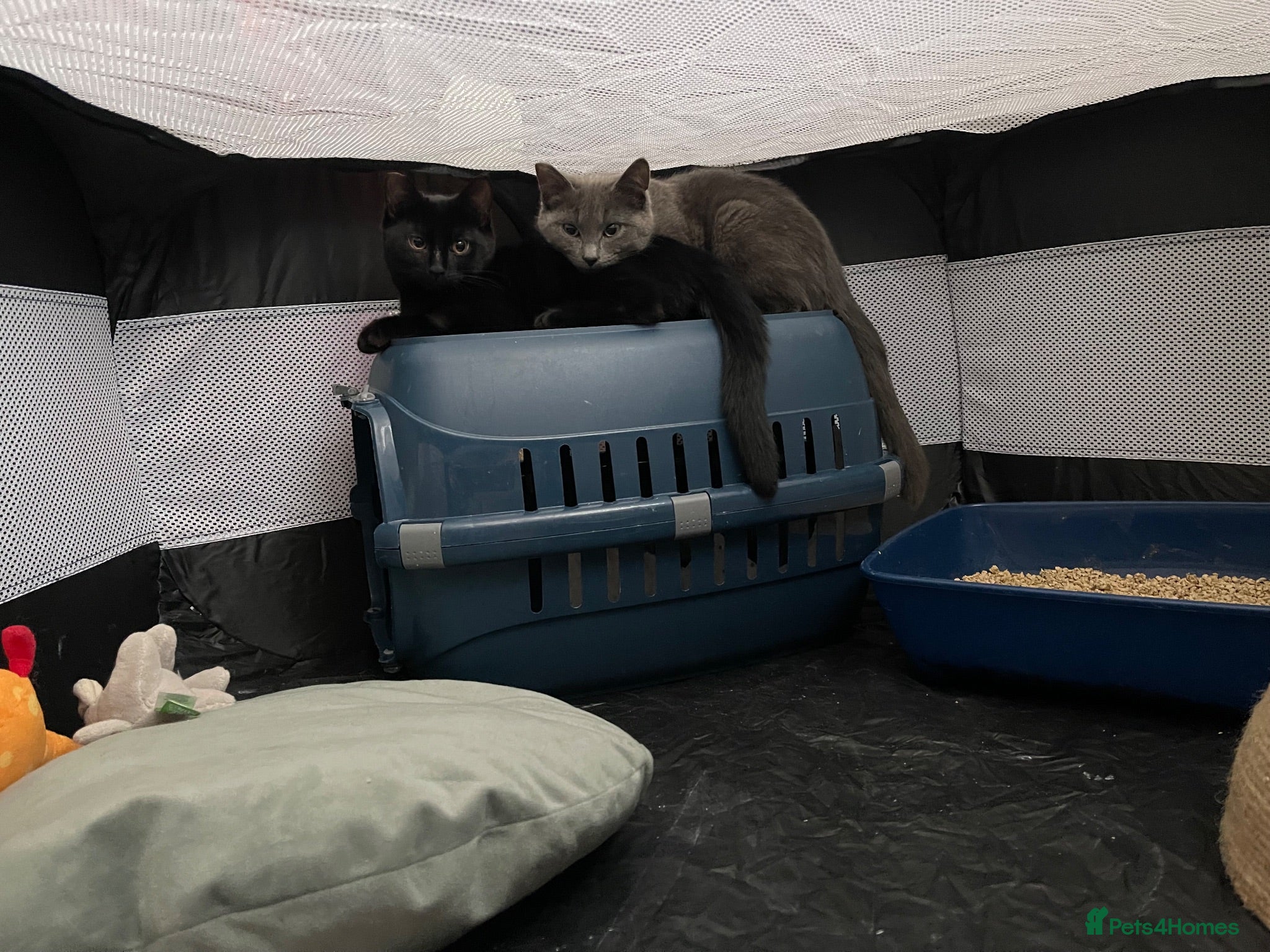 Mixed Breed cats Kitten 1 & Kitten 2 - Advert 11