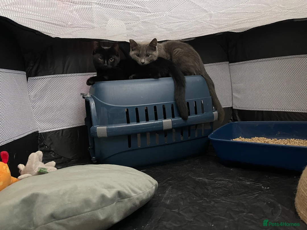 Mixed Breed cats for sale: Kitten 1 & Kitten 2 in Wallingford - Advert 1
