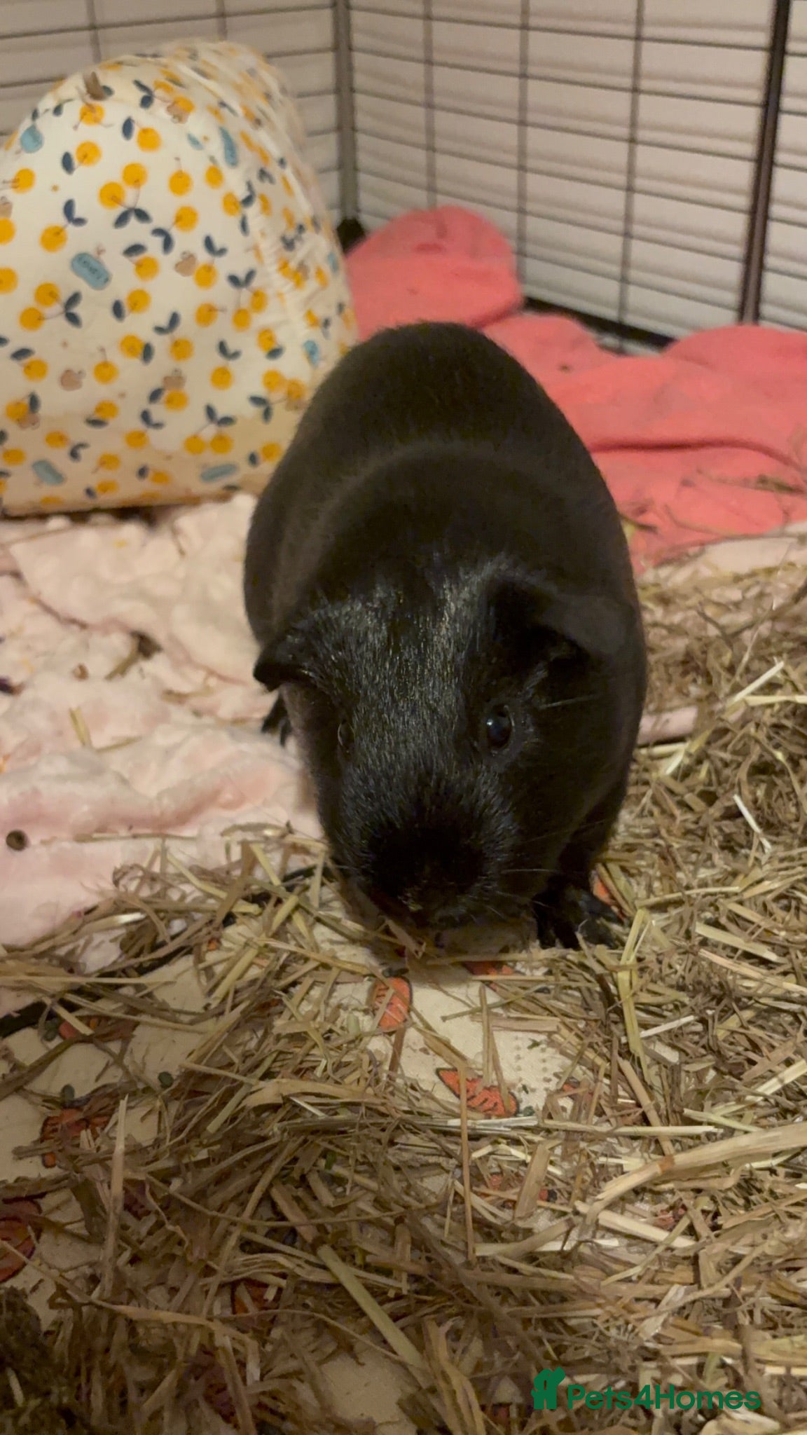 Guinea Pig rodents Obi - Loving Male Guinea Pig - Advert 1