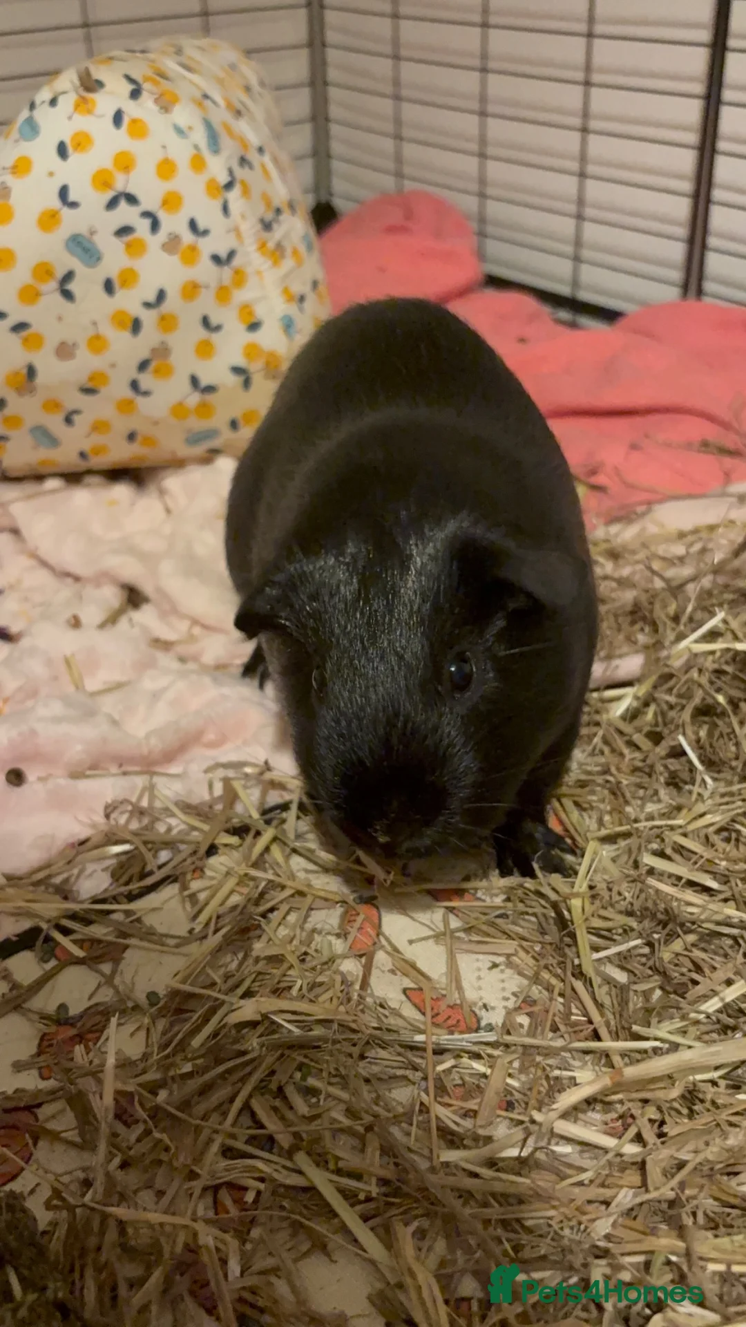 Guinea Pig rodents for sale: Obi - Loving Male Guinea Pig in Brierley Hill - Advert 1