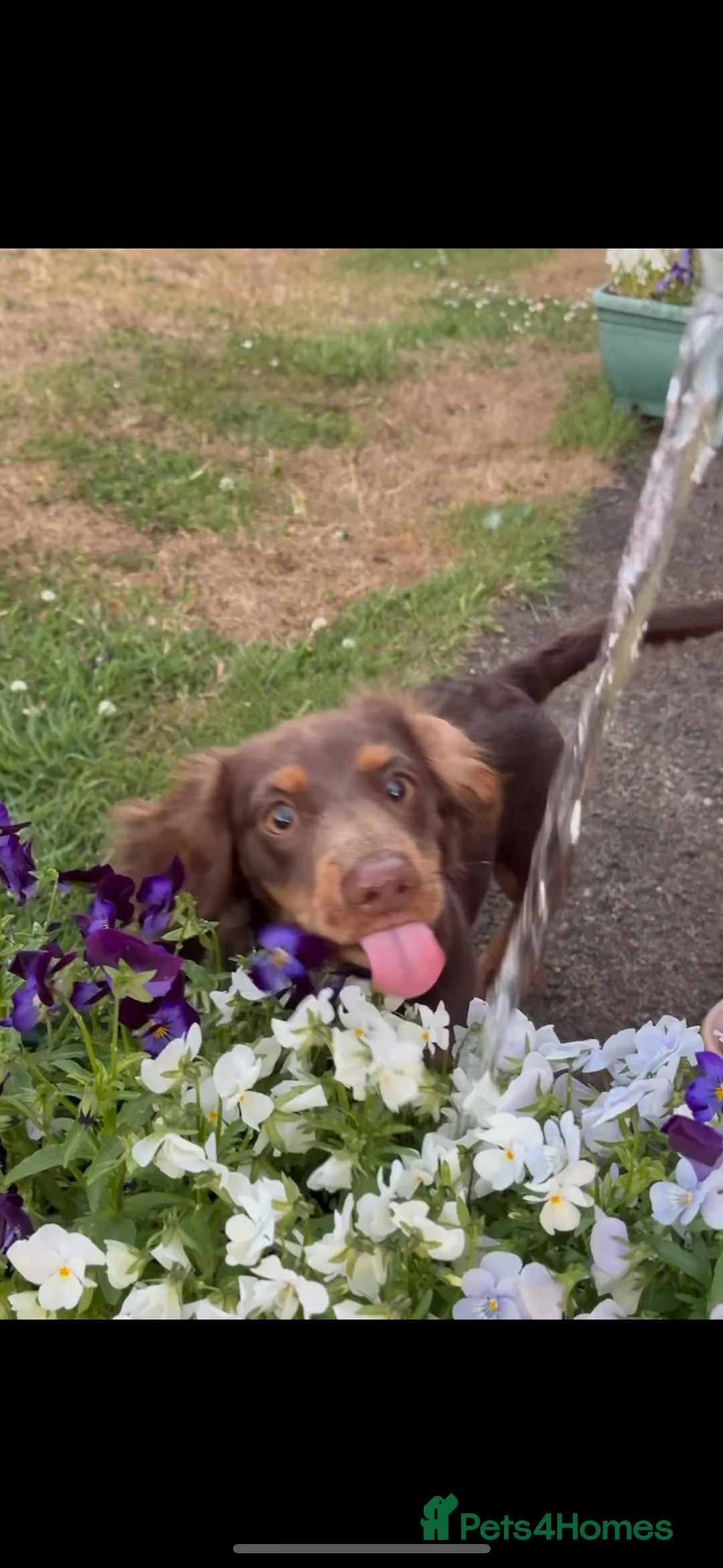 Dachshund dogs for sale: 12 month old female miniature Dachshund  - Advert 3