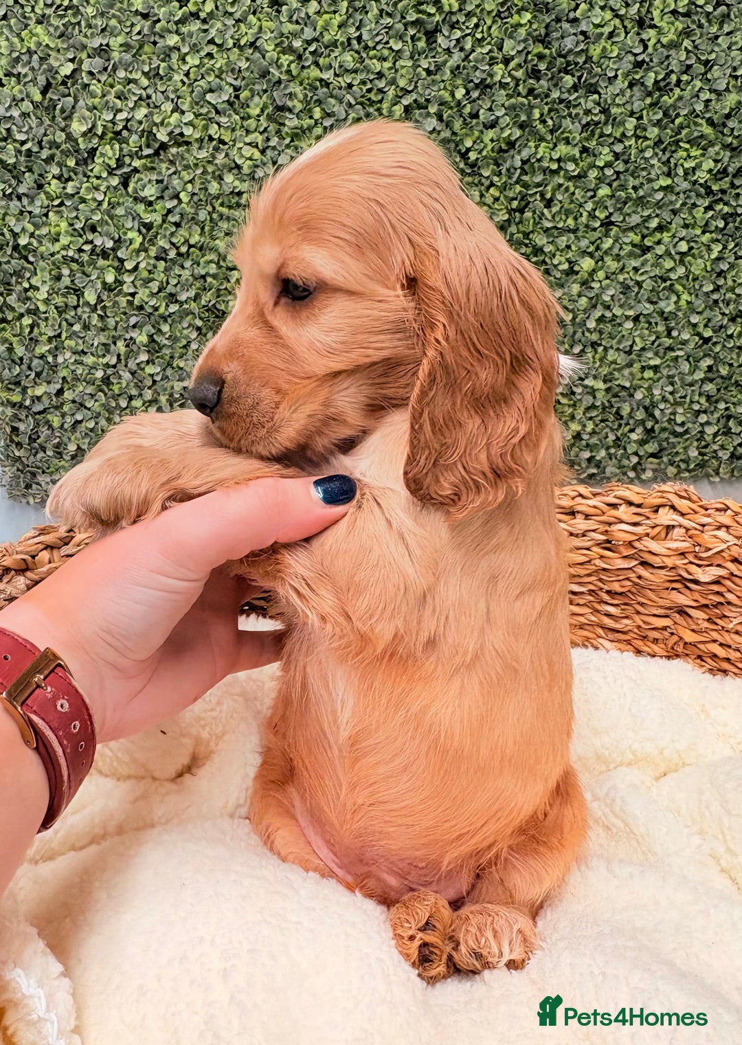 Cocker Spaniel dogs for sale: 🧡🧡 KC REG Show Cocker Spaniel Puppies For Sale - Advert 9