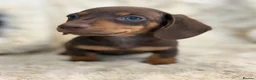 Miniature Dachshund dogs for sale: Beautiful mini smooth dachshund puppies - Advert 4