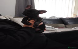 French Bulldog dogs for sale: French bulldog puppies  - Image 9