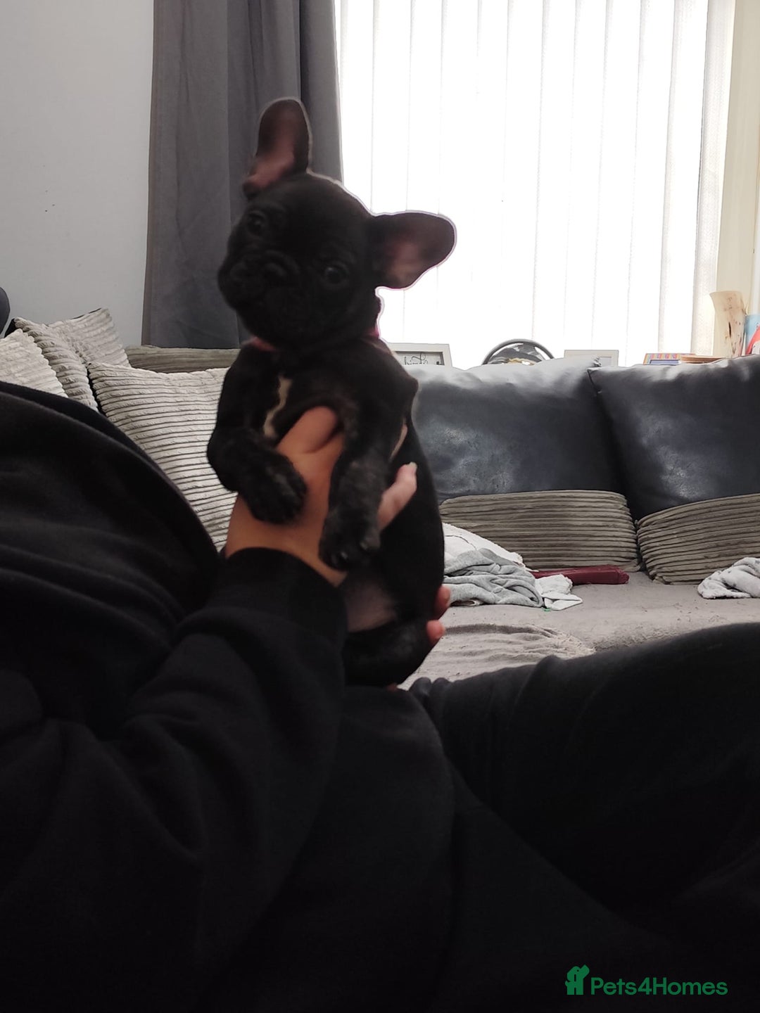 French Bulldog dogs for sale: French bulldog puppies  - Image 9