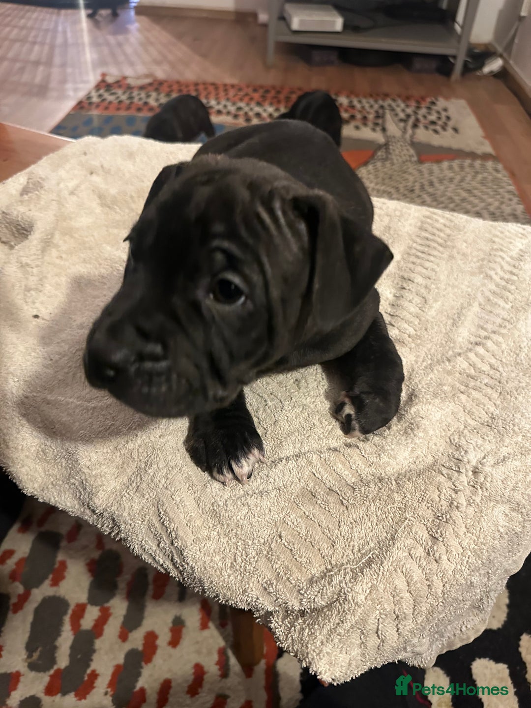 Mixed Breed dogs for sale: Beautiful staffy puppies looking for forever home  - Advert 18