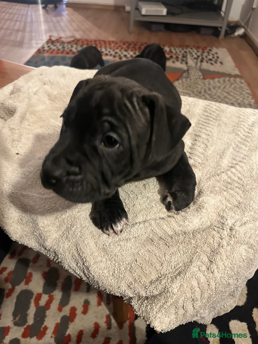 Mixed Breed dogs for sale: Beautiful staffy puppies looking for forever home  - Advert 18