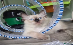 Ragdoll cats for sale: Quality ragdoll kittens 🐾 Sepias & traditional  - Image 8