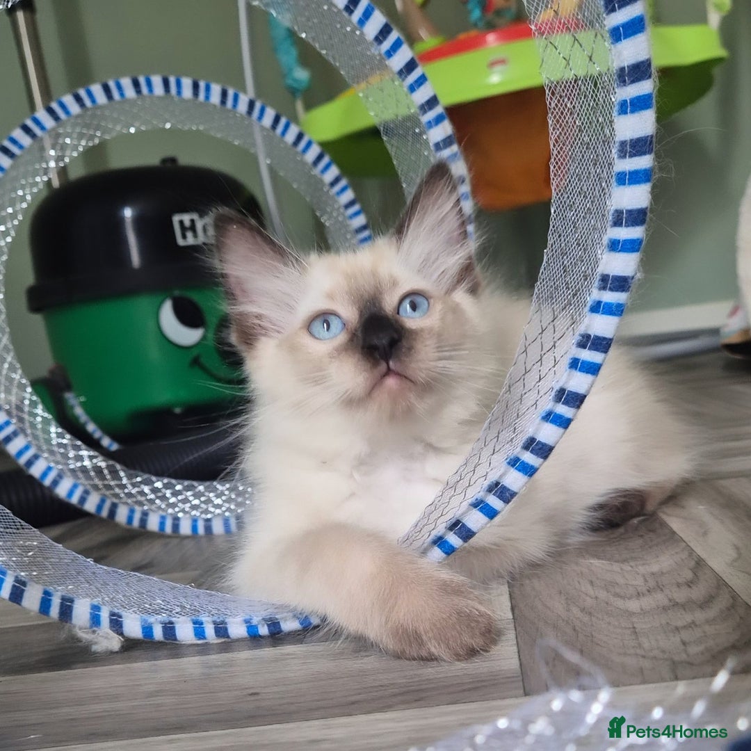 Ragdoll cats for sale: Quality ragdoll kittens 🐾 Sepias & traditional  - Image 8