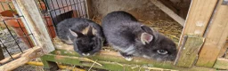 Mixed Breed rabbits for sale: Small, cute, soft, friendly bonded bunny brothers  - Advert 11