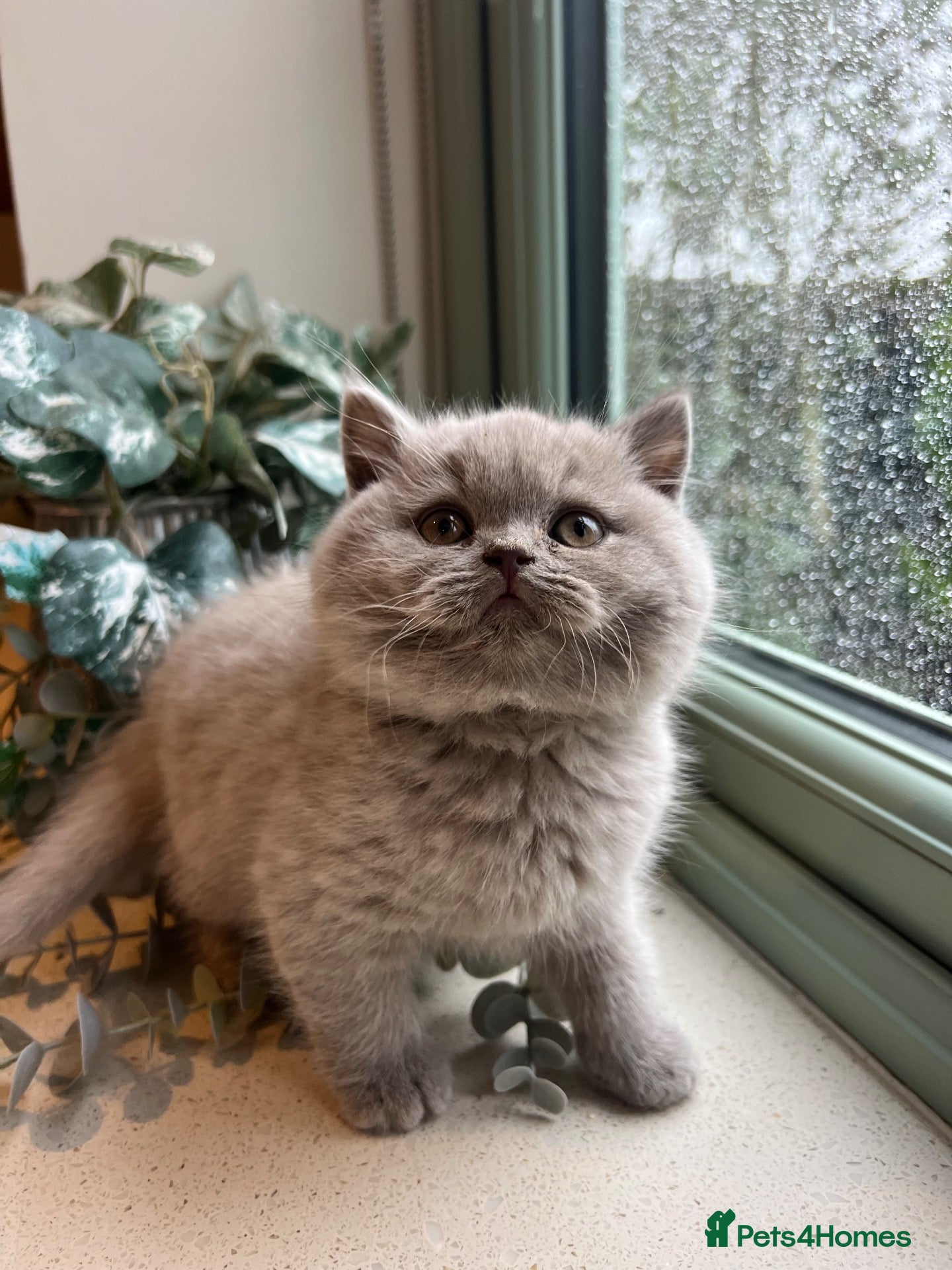 British Shorthair cats for sale: Lilac British Shorthair Boy - Advert 1