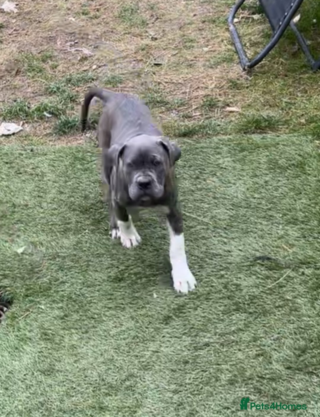 Mixed Breed dogs for sale: Canecorsa/greatdane - Image 4