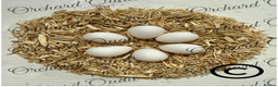 Quail poultry for sale: 6 X Snowflake Bobwhite Quail Hatching Eggs  - Advert 4