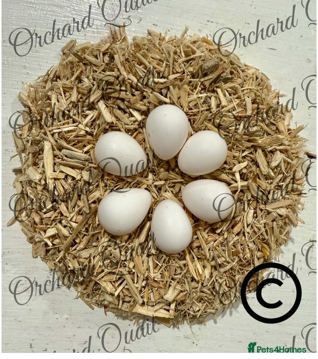 Quail poultry for sale: 6 X Snowflake Bobwhite Quail Hatching Eggs  - Advert 4