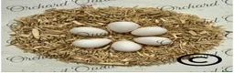 Quail poultry for sale: 6 X Snowflake Bobwhite Quail Hatching Eggs  - Advert 4