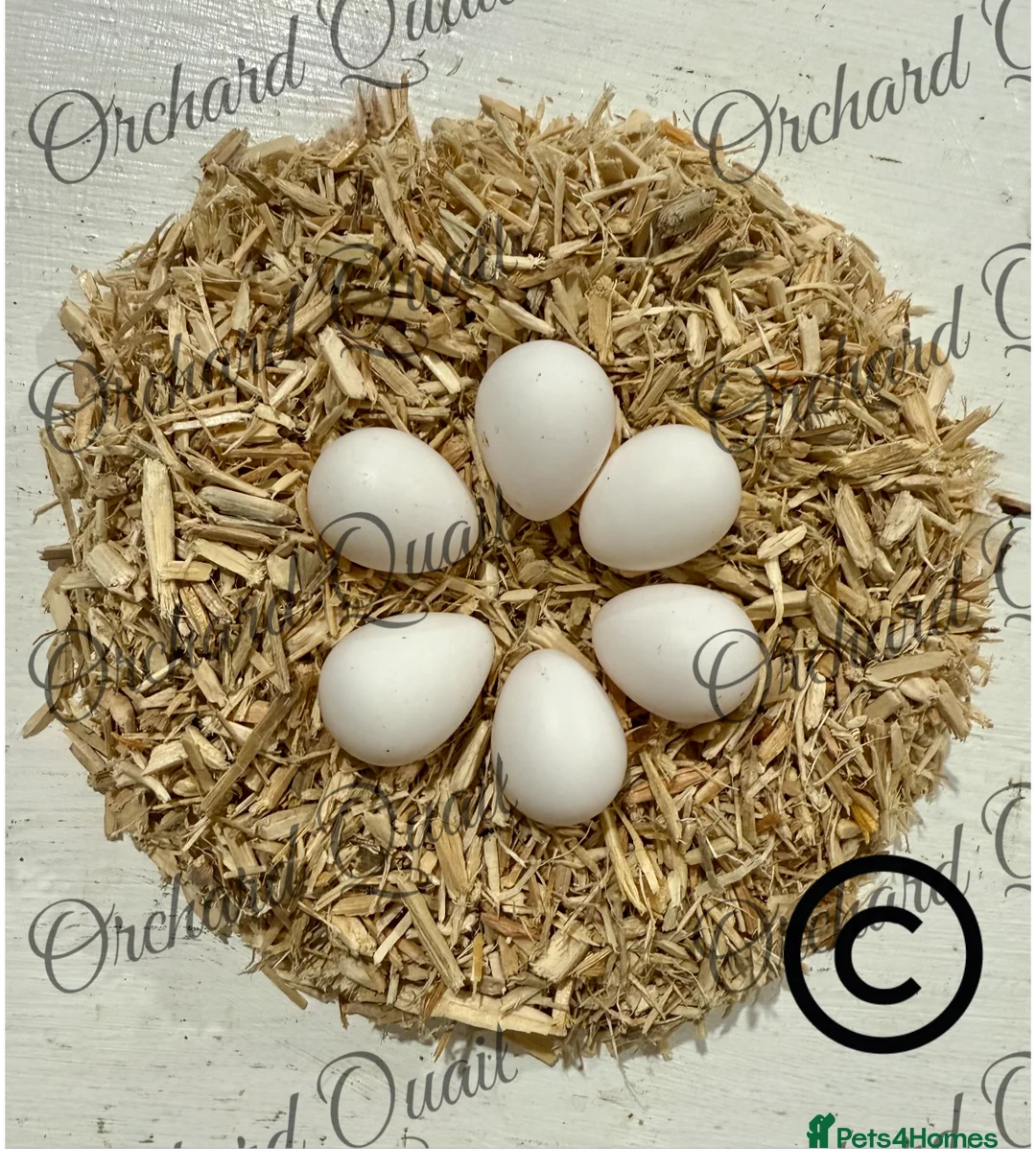 Quail poultry for sale: 6 X Snowflake Bobwhite Quail Hatching Eggs  - Advert 4