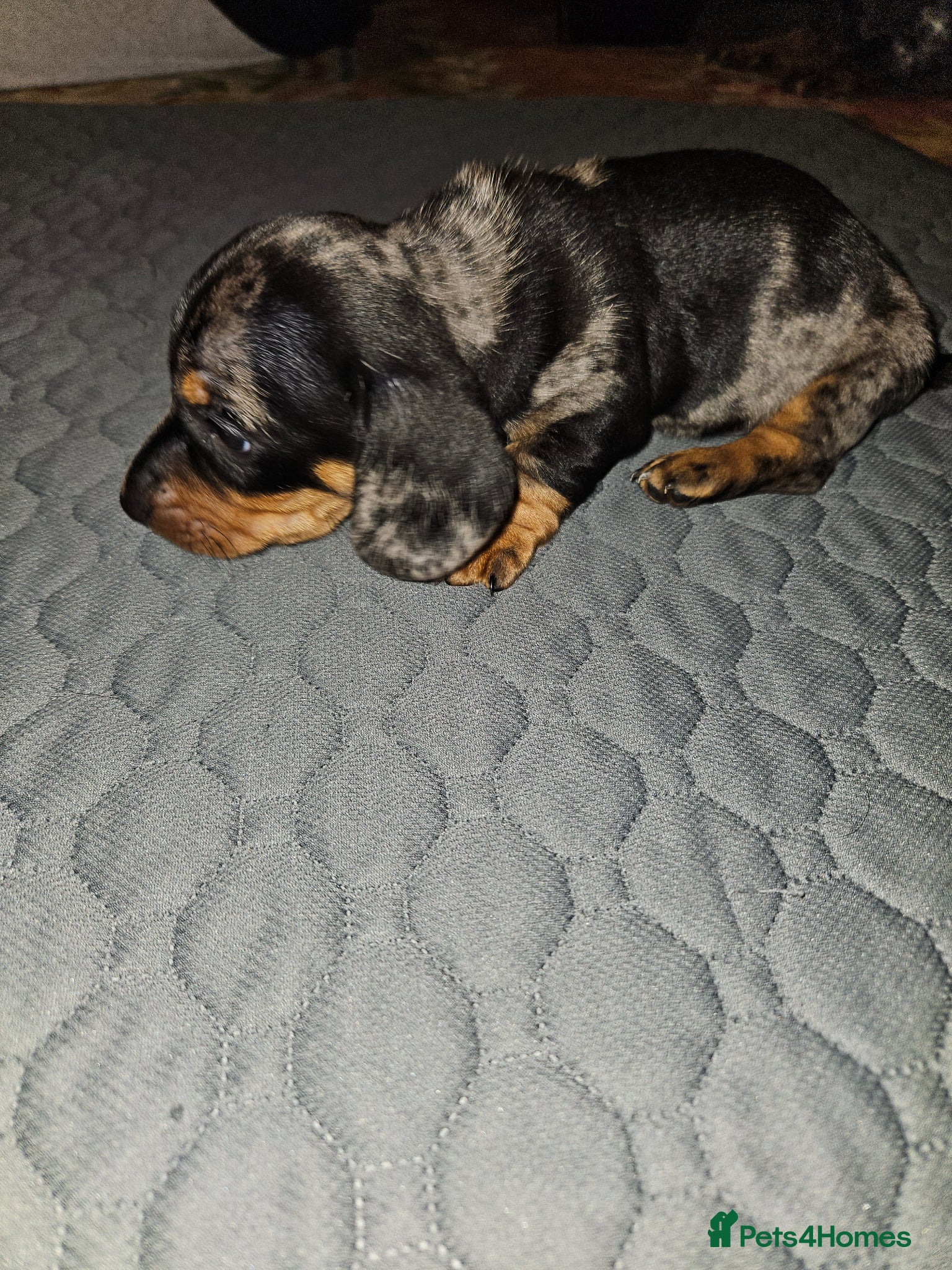 Miniature Dachshund dogs Miniature dachshund  - Advert 2