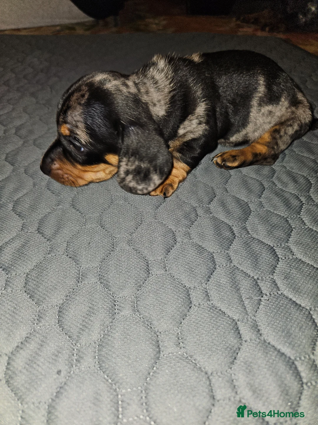 Miniature Dachshund dogs for sale: Miniature dachshund  - Advert 2