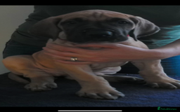 Great Dane dogs for sale: KC Reg Great Dane Female  - Image 11