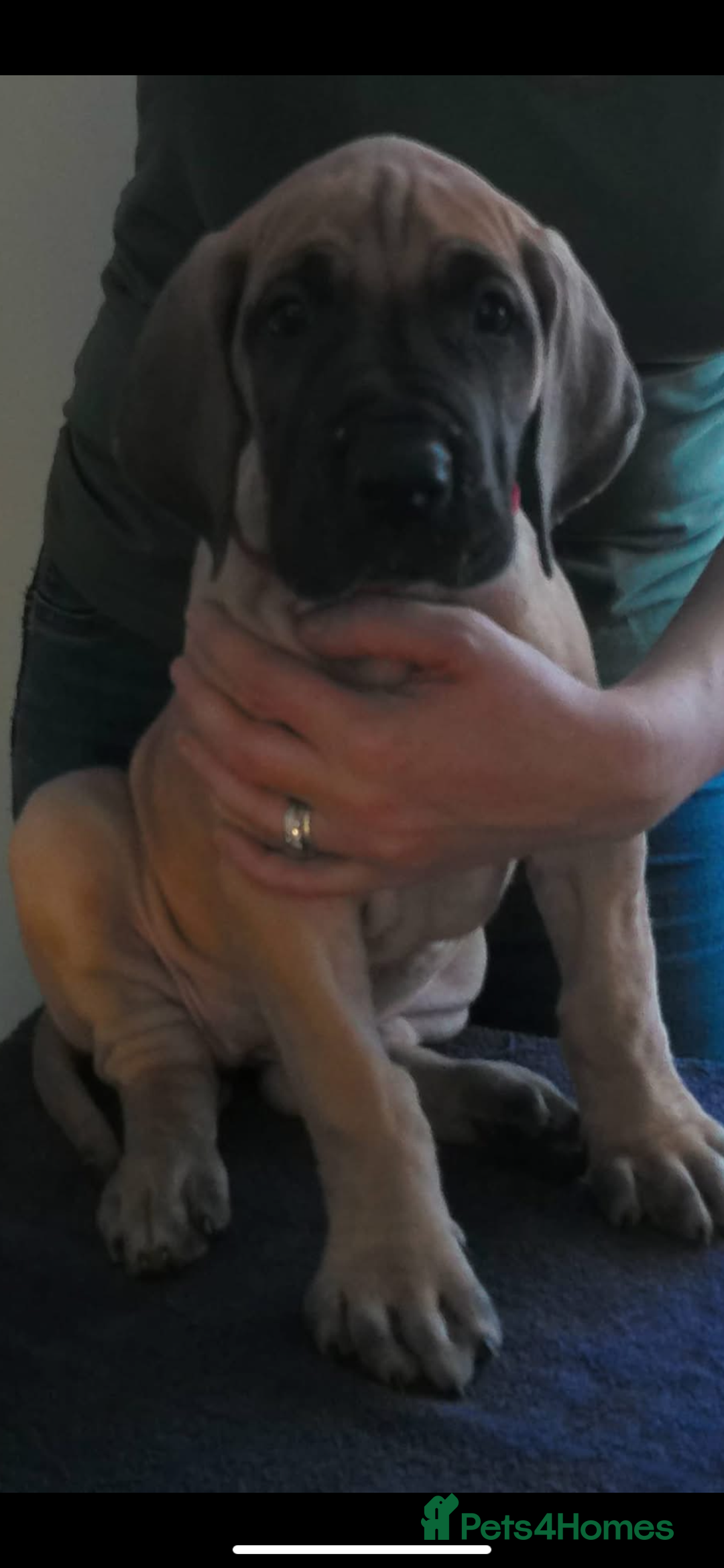 Great Dane dogs for sale: KC Reg Great Dane Female  - Image 11