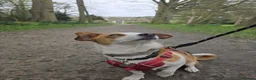 Mixed Breed dogs for adoption: CRETA - FOR ADOPTION - ACTIVE HOME ESSENTIAL  - Advert 12