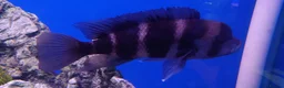 Other/Mixed Breed fish for sale: Manchester Pet's and Aquatics - Full Stock List - Advert 25