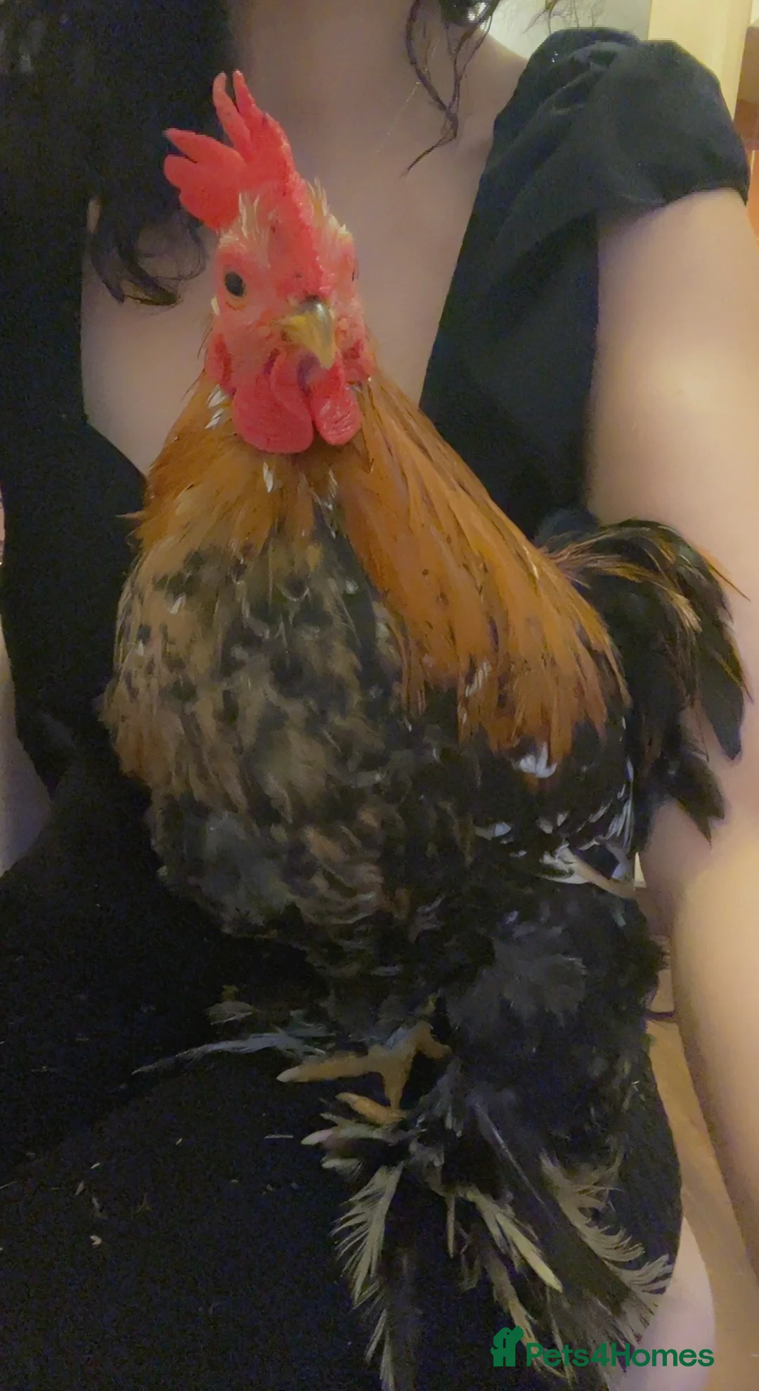 Chickens poultry for sale: Pekin Bantams Cockerels & Breeding Pairs/Trios - Advert 2