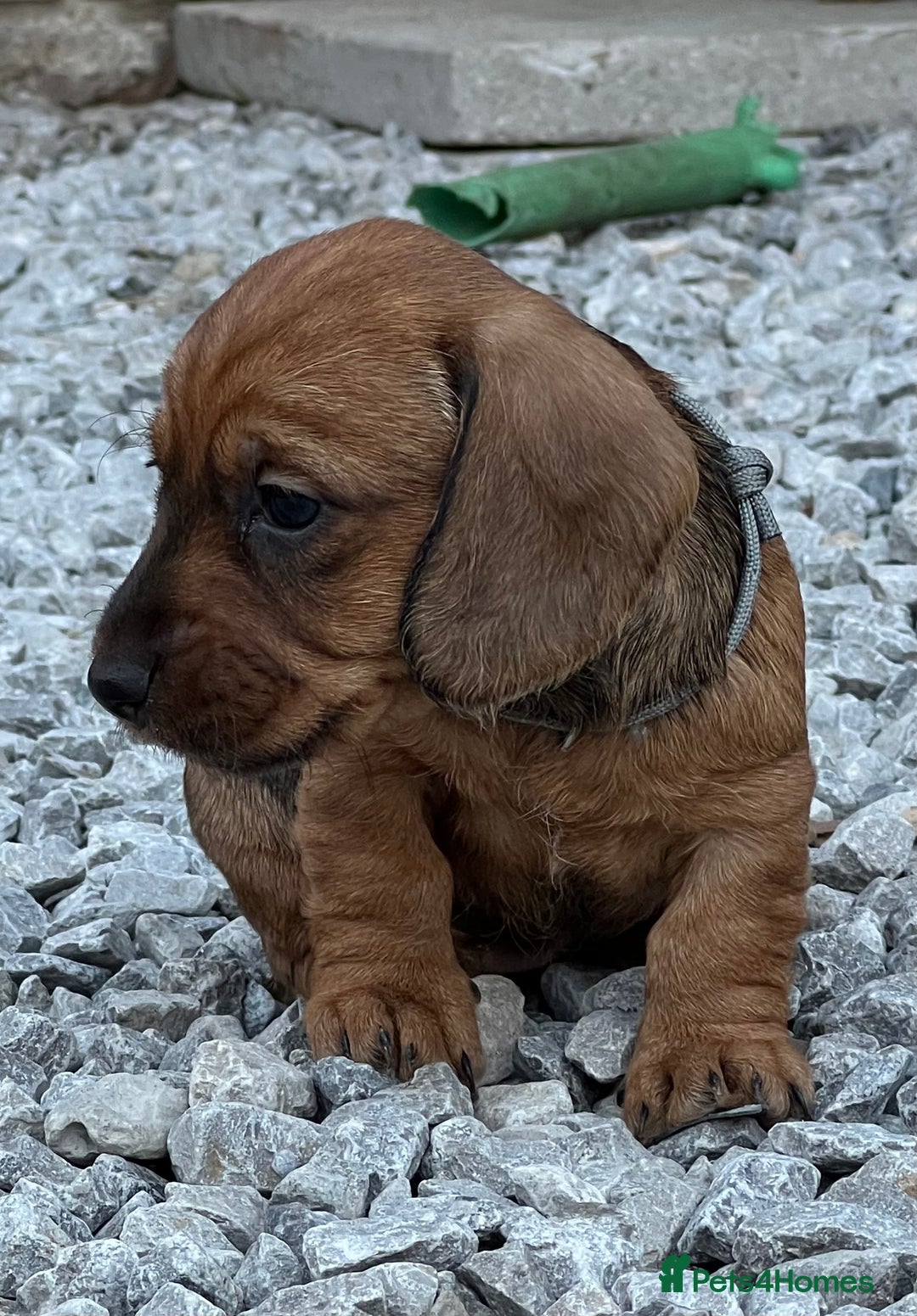 Dachshund dogs for sale: Wire Haired Teckels - Image 18