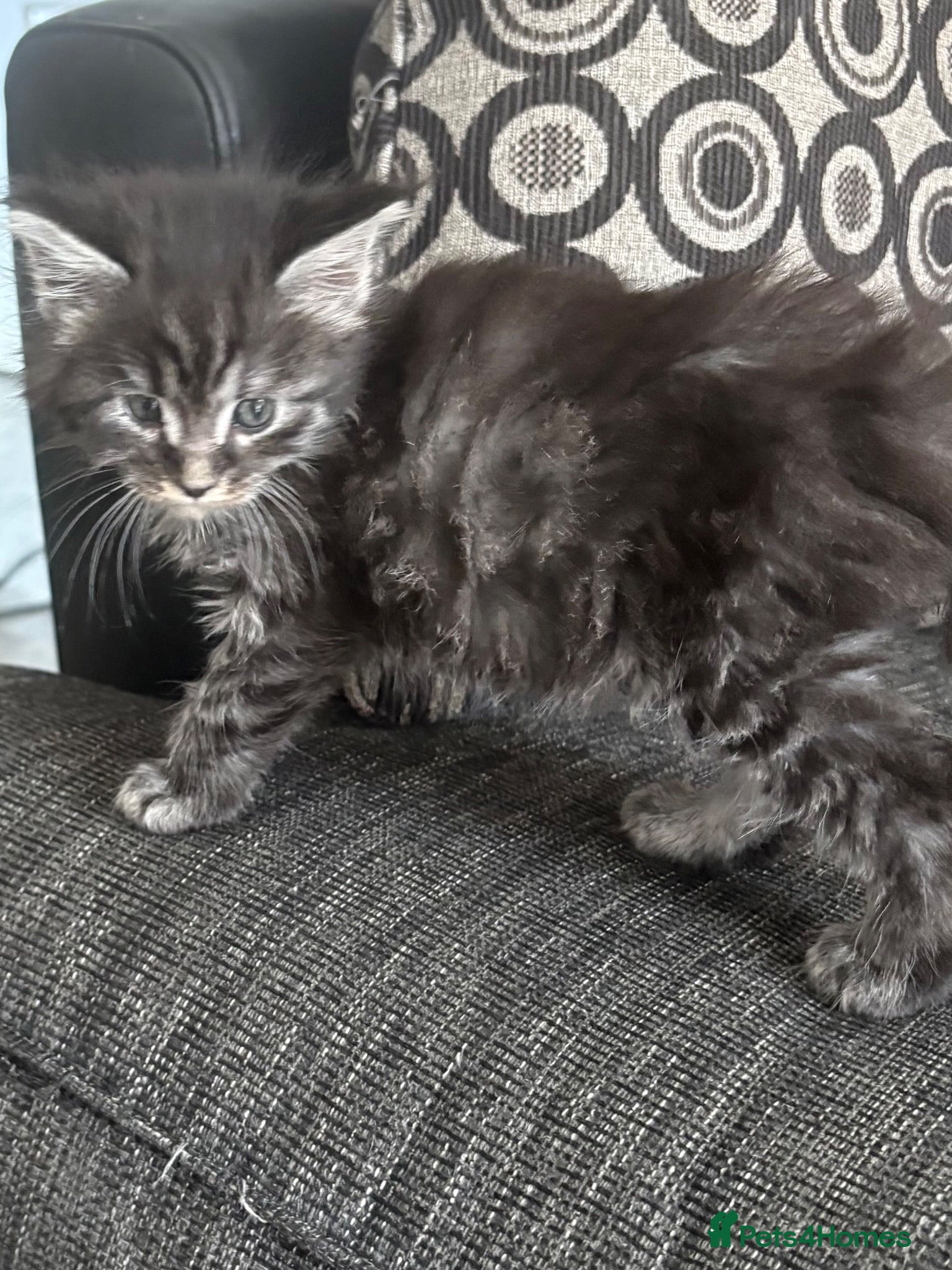 Maine Coon cats  Cross maine coon kittens - Advert 10