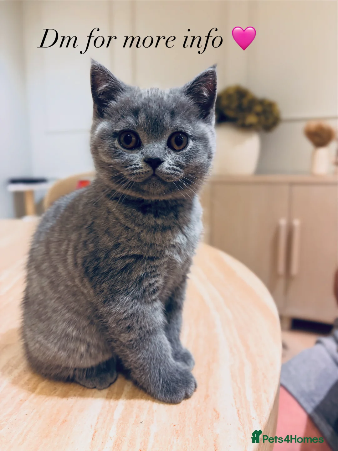 British Shorthair cats for sale: GCCF BSH beautiful chunky female  - Advert 10