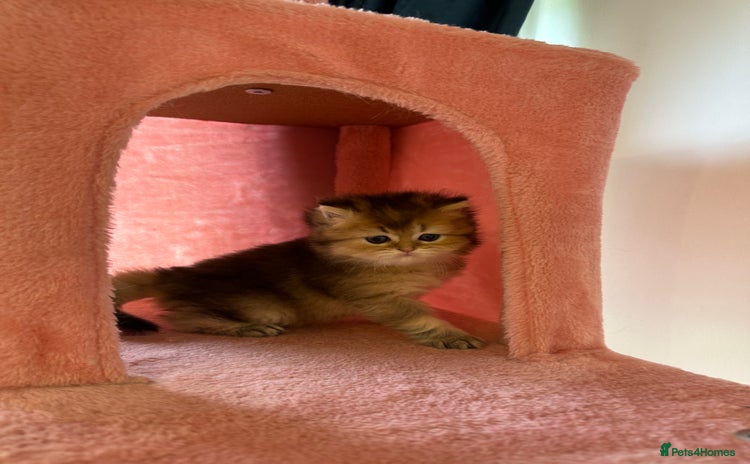 British Longhair cats - Advert 1