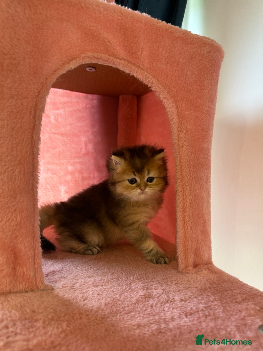 British Longhair cats for sale: Rare Golden Shaded British Longhair Girl Teddy  - Image 1