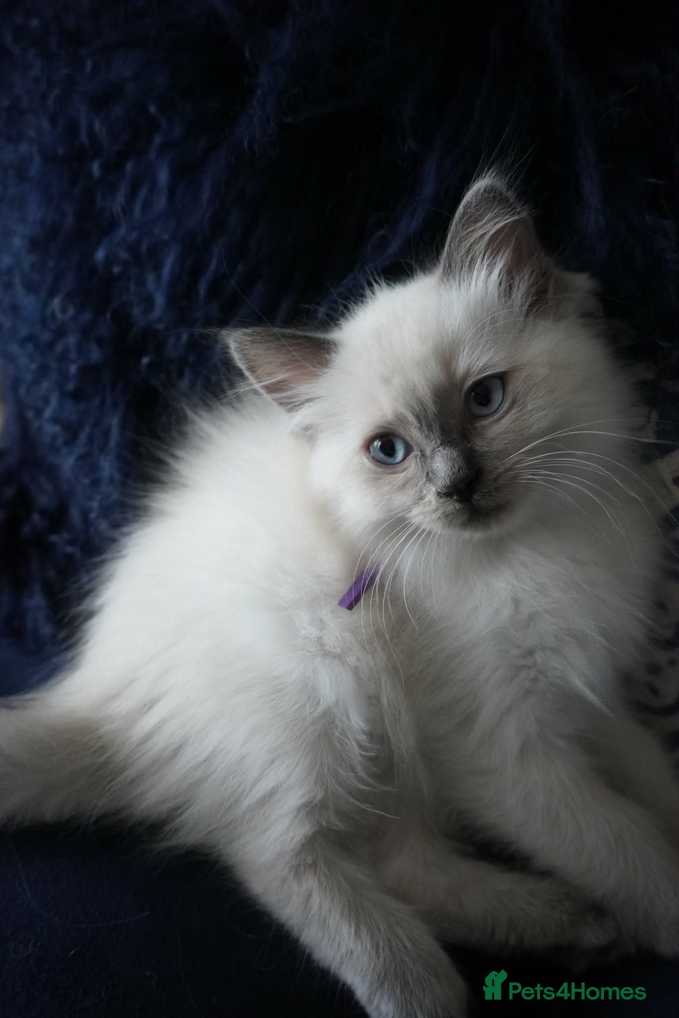 Ragdoll cats Stunning blue point ragdoll kittens READY TO LEAVE - Advert 17