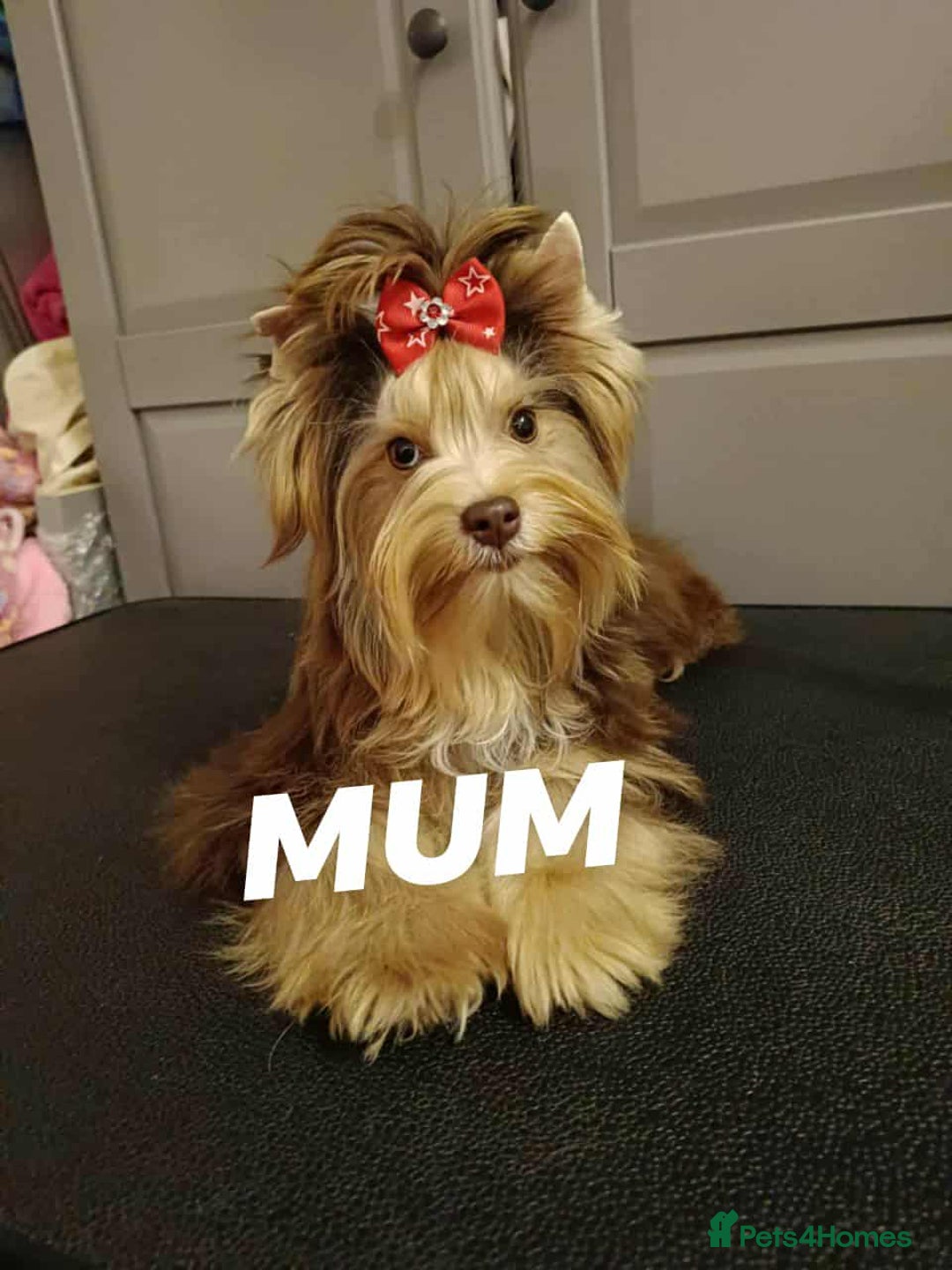 Yorkshire Terrier dogs for sale: Chocolatemerle Yorkie Boy left  - Image 12