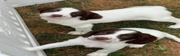 English Springer Spaniel dogs for sale: HEALTH TESTED QUALITY ENGLISH SPRINGER SPANIELS  - Advert 12