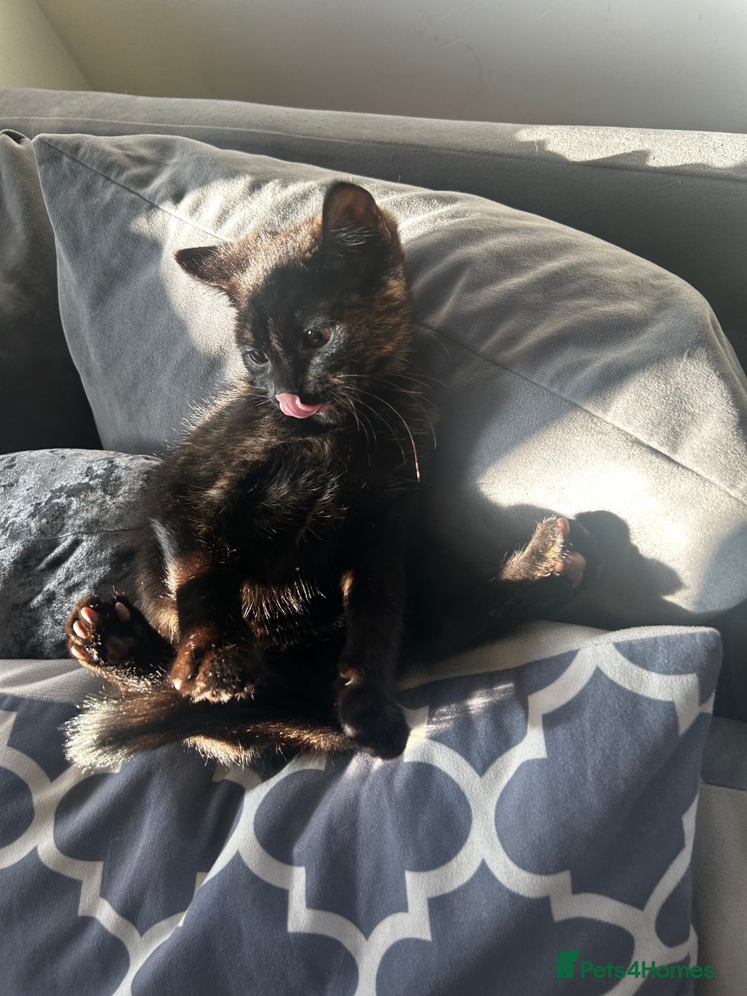 Siberian cats for sale: Siberian x Chartreux - Advert 14