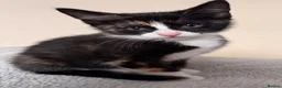 Domestic Shorthair cats for sale: 7 beautiful kittens for sale - Advert 11