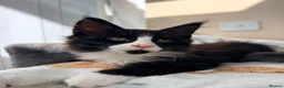 Maine Coon cats for sale: 1 Beautiful pedigree FEMALE Maine Coon kitten - Advert 13