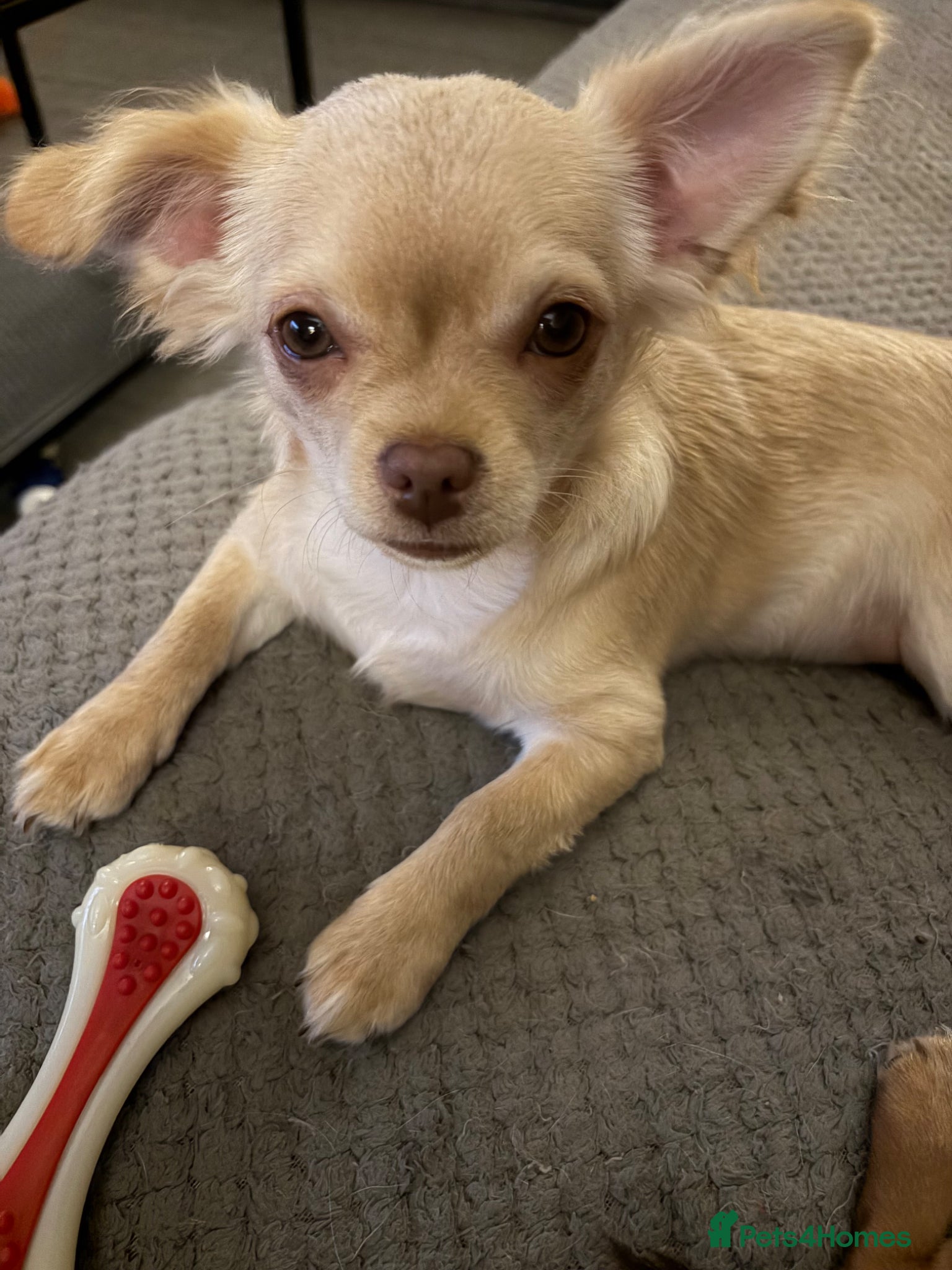 Chihuahua dogs REDUCED ONLY 2 KC REGISTERED BOYS LEFT £1500 O.N.O - Advert 18