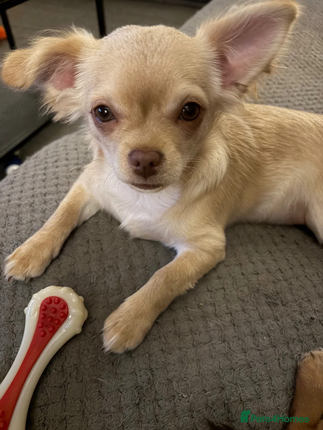 Chihuahua dogs for sale: Just 1 boy left cream and white £1200 ono REDUCED  - Advert 1