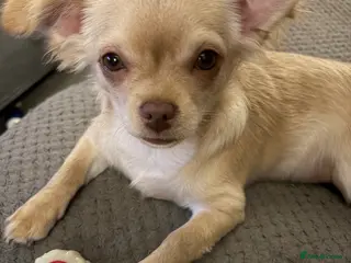 Chihuahua dogs REDUCED ONLY 2 KC REGISTERED BOYS LEFT £1500 O.N.O - Advert 18