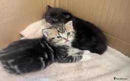 Mixed Breed cats for sale: 2 Sisters 1 Tabby and 1 Tuxedo Persian Mix - Image 23