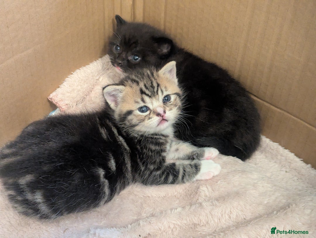 Mixed Breed cats for sale: 2 Sisters 1 Tabby and 1 Tuxedo Persian Mix - Image 23
