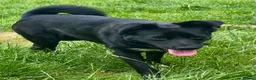 Mixed Breed dogs for adoption: Bonya – Female Border Collie type - Advert 5