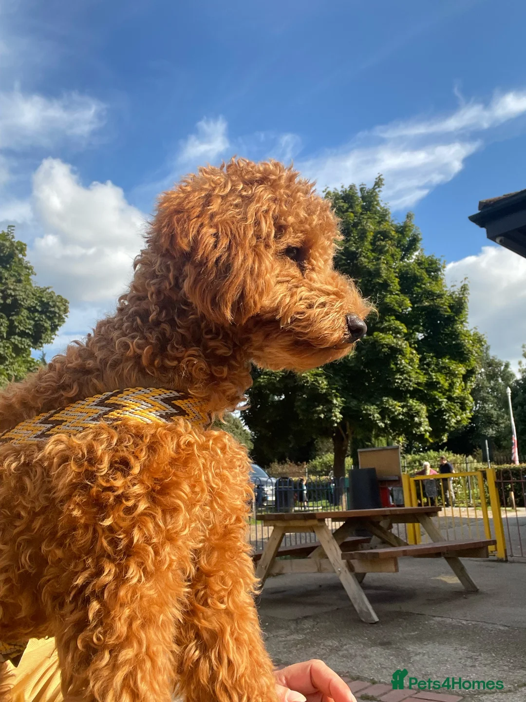 Toy Poodle dogs for stud: KC Toy Poodle Stud – Red/Apricot – South London  in London - Advert 2