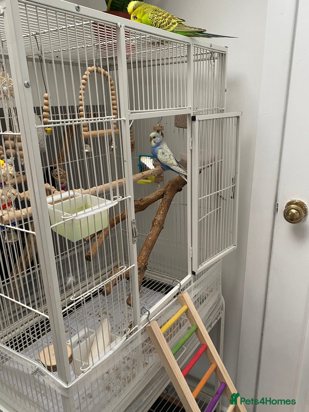 Budgerigars birds for sale: 20 week old semi tame female budgie with cage  - Image 2