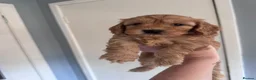 Cockapoo dogs for sale: 3 males and 3 females - Advert 15